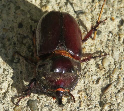 Réf. 297 543 : Oryctes nasicornis